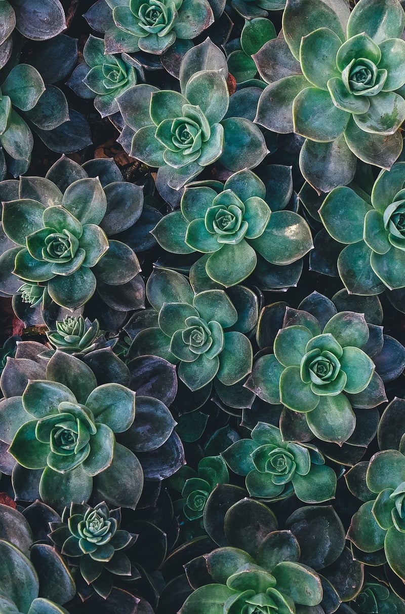 Garden with Texture Variety