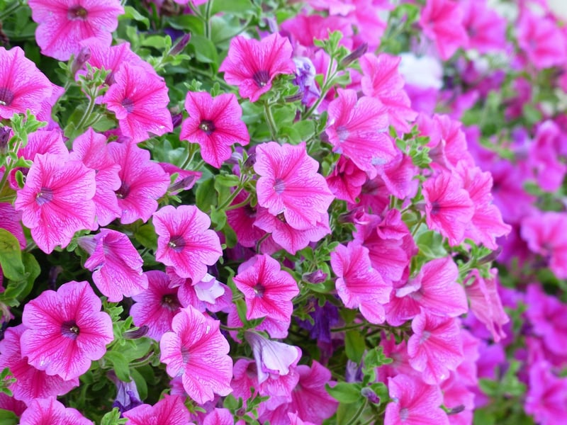 Flower Cascade Wall